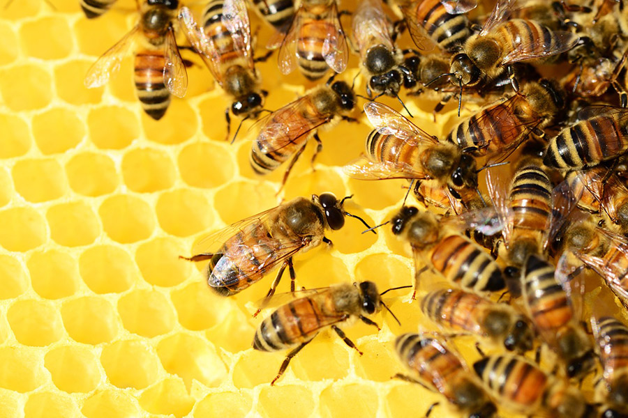 Včelaři dostanou peníze od kraje